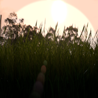 Sunset of Grass